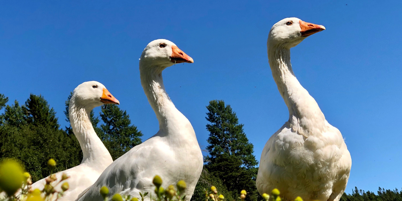 650 1200 True True 1 95 Fileshare Filarkivroot Nyheter 2021 Norsk Hvit Gås Hammerfjeld Gård Norsk Hvit Gås Under Blå Himmel Png
