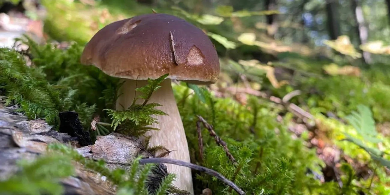 650_1200_True_True_1_95__fileshare_filarkivroot_Nyheter%202021_steinsopp_CN_jpg.jpg (1)