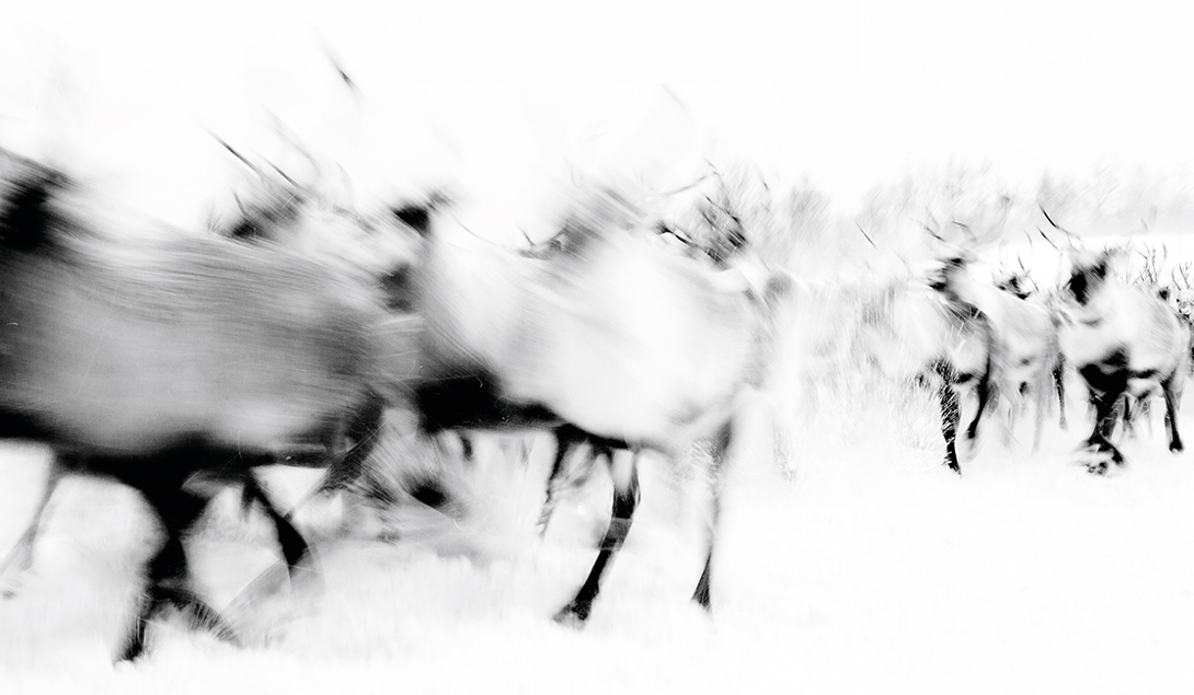 Rerinsdyr fra Stensaas Reinsdyrslakteri