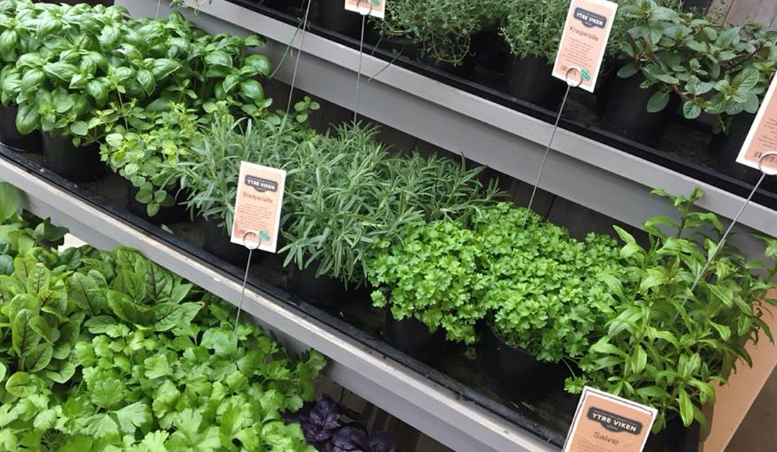 Krydderurter fra Ytre Viken og Lars Viken Gartneri 